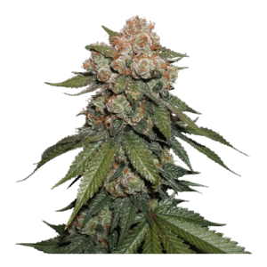 Royal Queen Seeds
