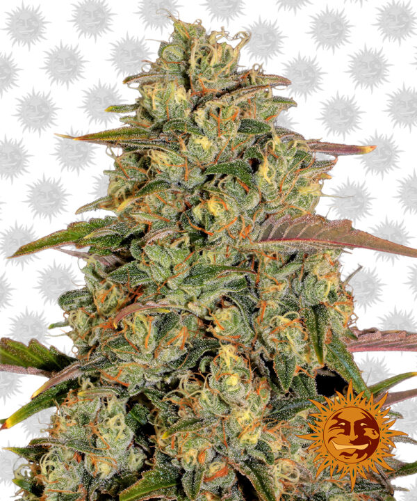 BF – Amnesia Lemon
