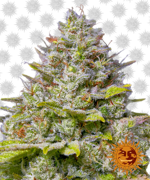 BF – Blue Gelato 41