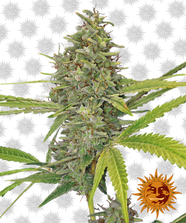 BF – G13 Haze