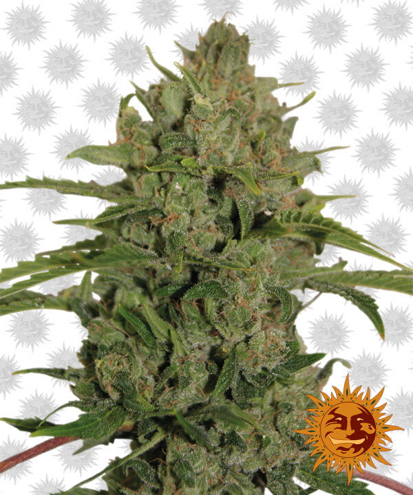 BF – Triple Cheese