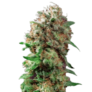 ⁠Barneys Seeds