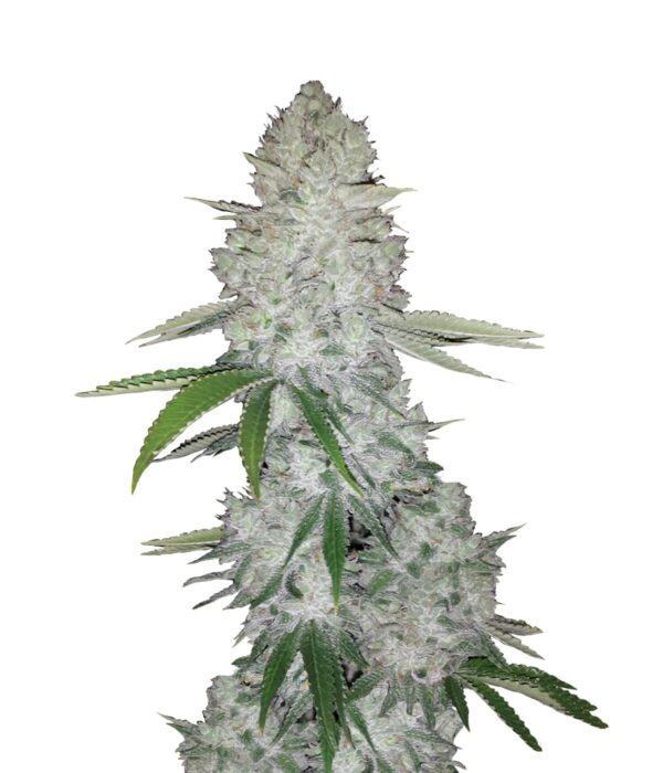 FB – Gorilla Glue Automatic