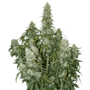 Autoflowering