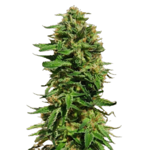 ⁠⁠Sensi Seeds