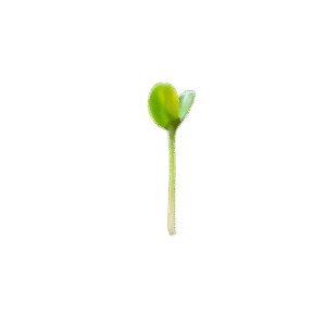 Vision Seeds