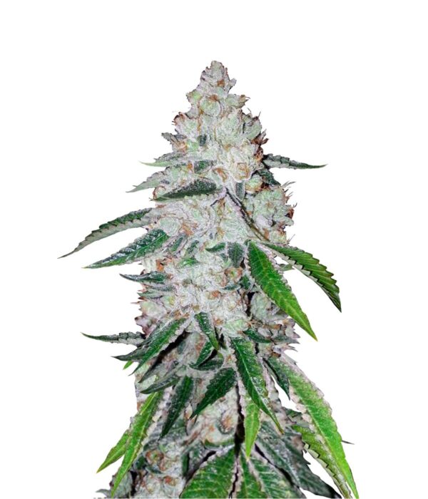 FB – West Coast OG Automatic